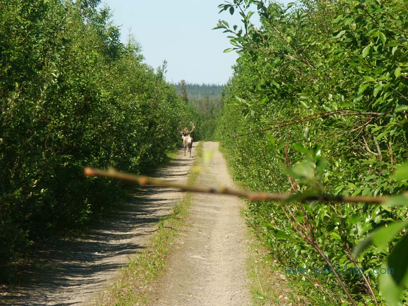 Kulkijat Korvessa [1997]